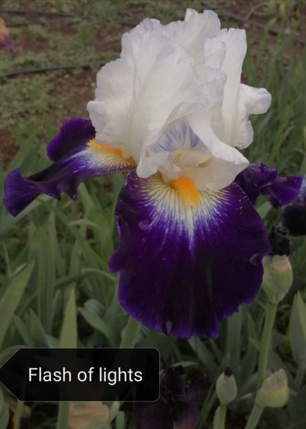  - Iriși înalți 15 lei