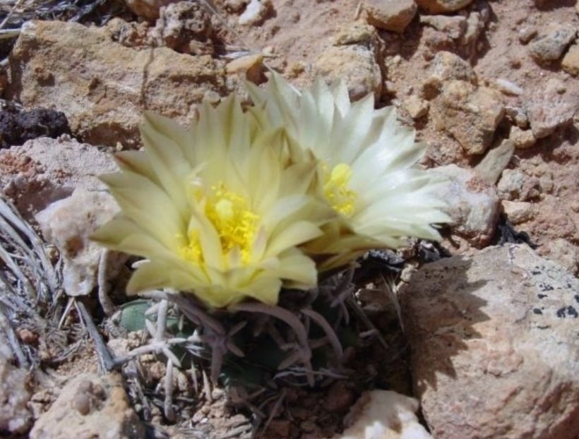  - Pediocactus Peeblesianus