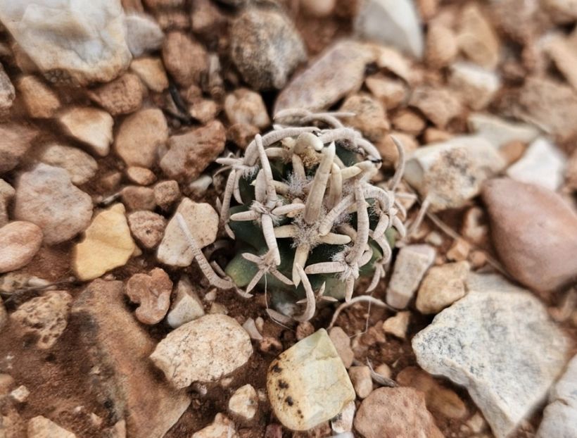  - Pediocactus Peeblesianus