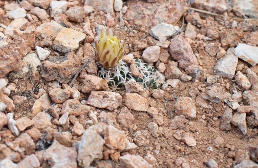  - Pediocactus Peeblesianus