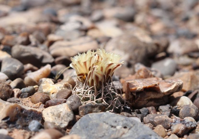  - Pediocactus Peeblesianus