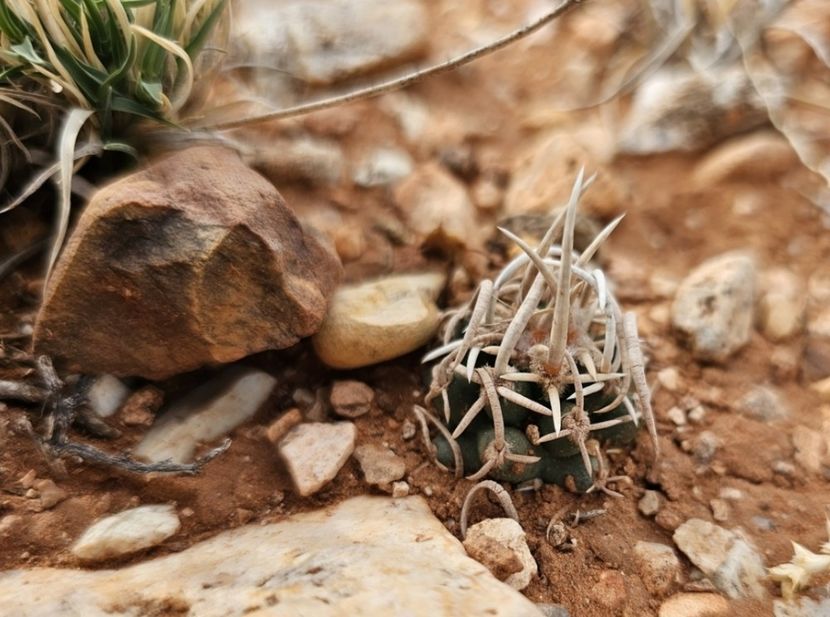  - Pediocactus Peeblesianus