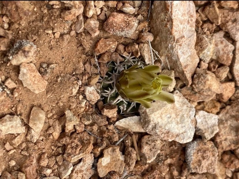  - Pediocactus Peeblesianus
