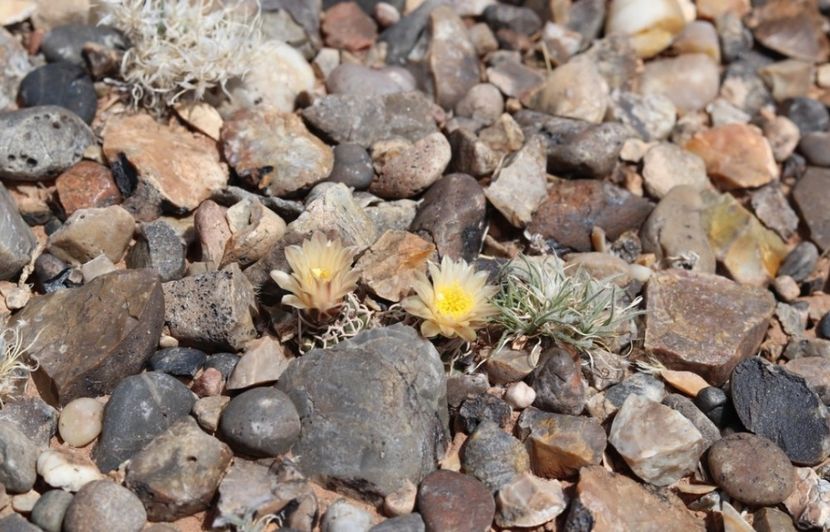  - Pediocactus Peeblesianus