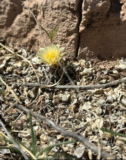  - Pediocactus Peeblesianus