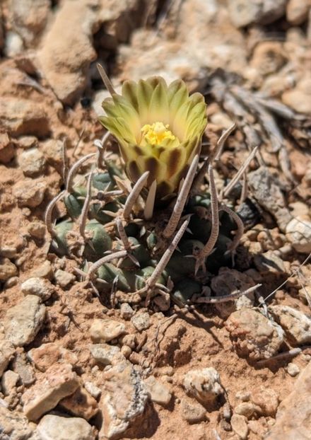  - Pediocactus Peeblesianus