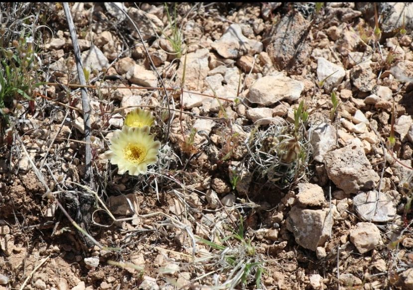  - Pediocactus Peeblesianus