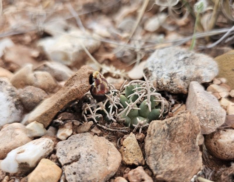  - Pediocactus Peeblesianus