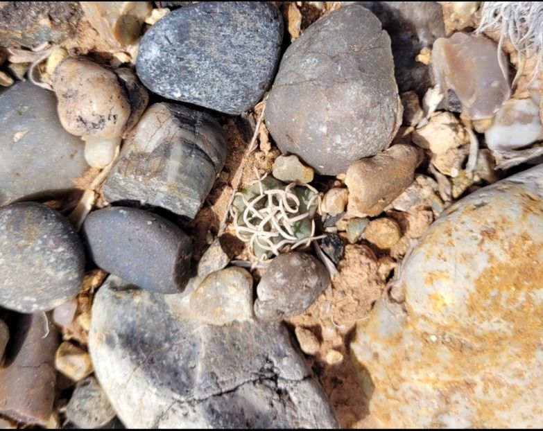  - Pediocactus Peeblesianus