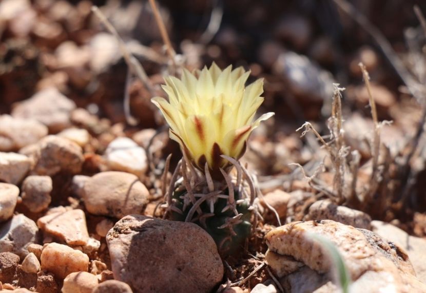  - Pediocactus Peeblesianus