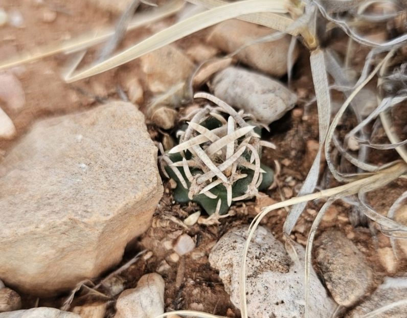  - Pediocactus Peeblesianus