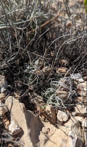  - Pediocactus Peeblesianus