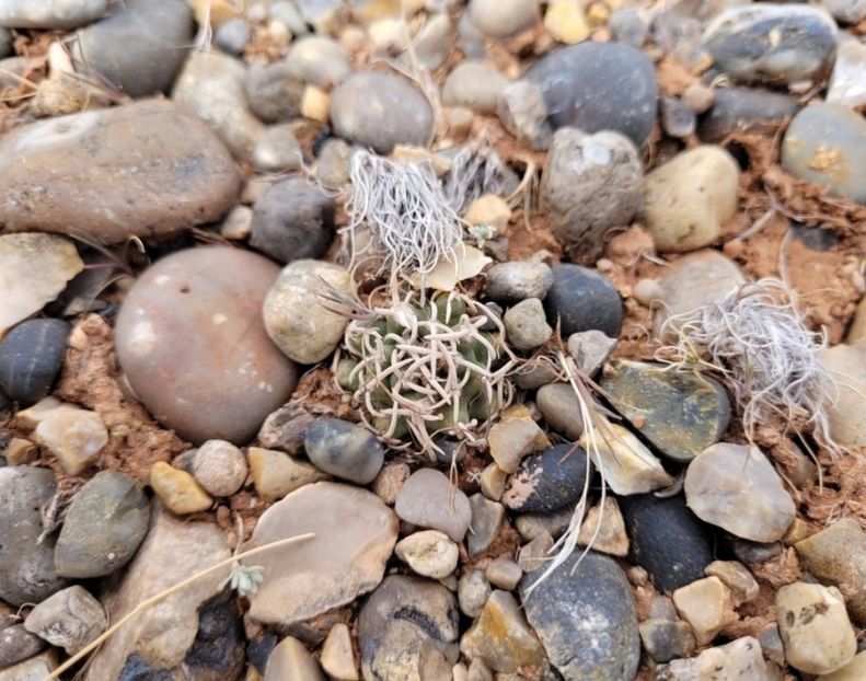  - Pediocactus Peeblesianus