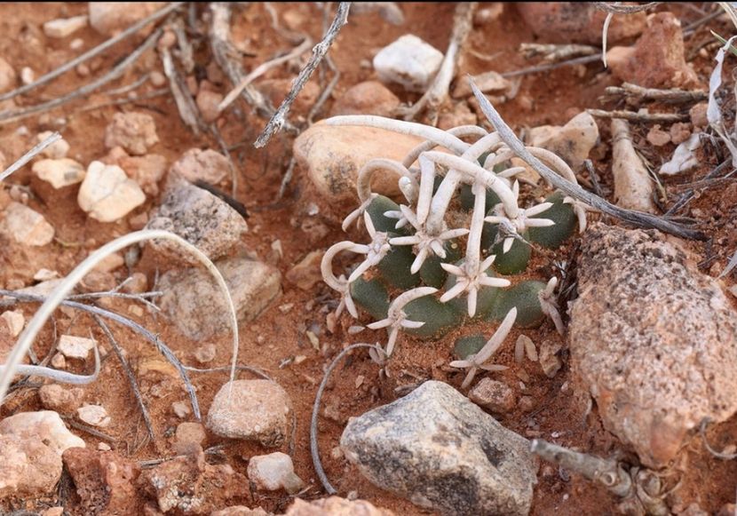  - Pediocactus Peeblesianus