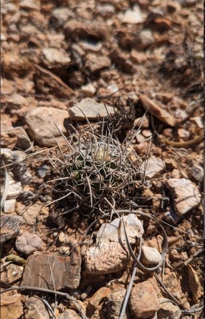  - Pediocactus Peeblesianus