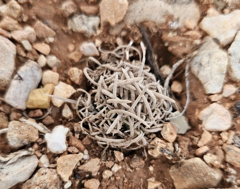  - Pediocactus Peeblesianus