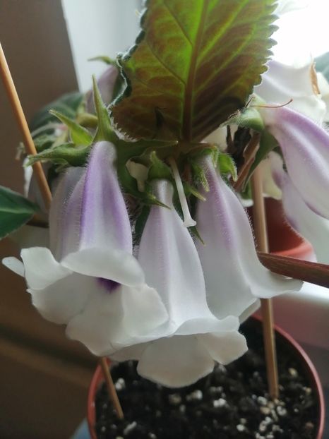  - Siningia Pedra Lisa