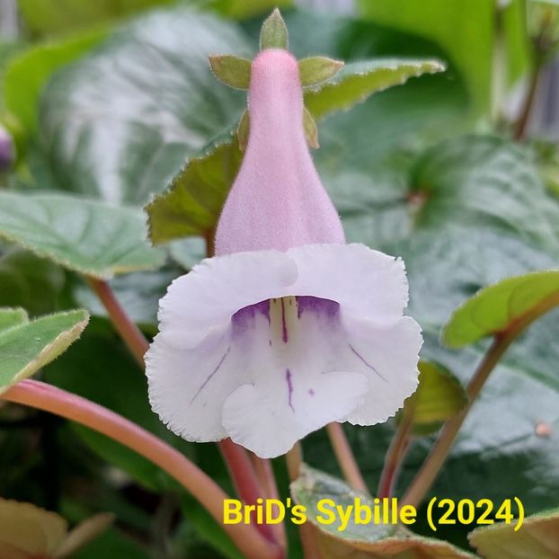 Img.2024.06.02 - Sinningia din semințe hibrizi Dna Dietze 2024