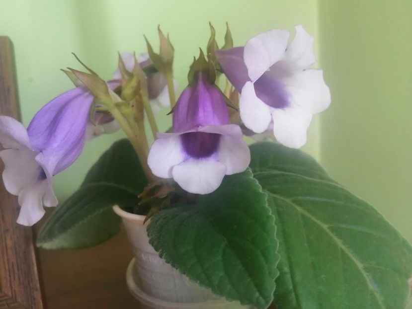  - Siningia Carangola