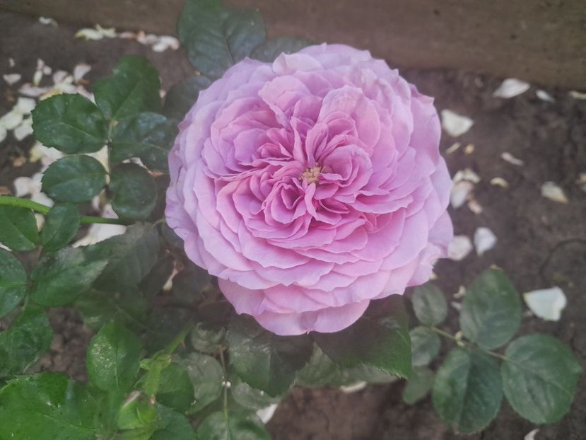 Lavander Ice - 2024 trandafiri