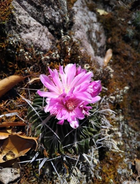  - Echinofossulocactus Dichroacanthus