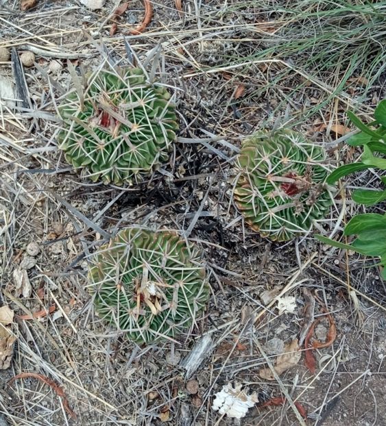  - Echinofossulocactus Dichroacanthus