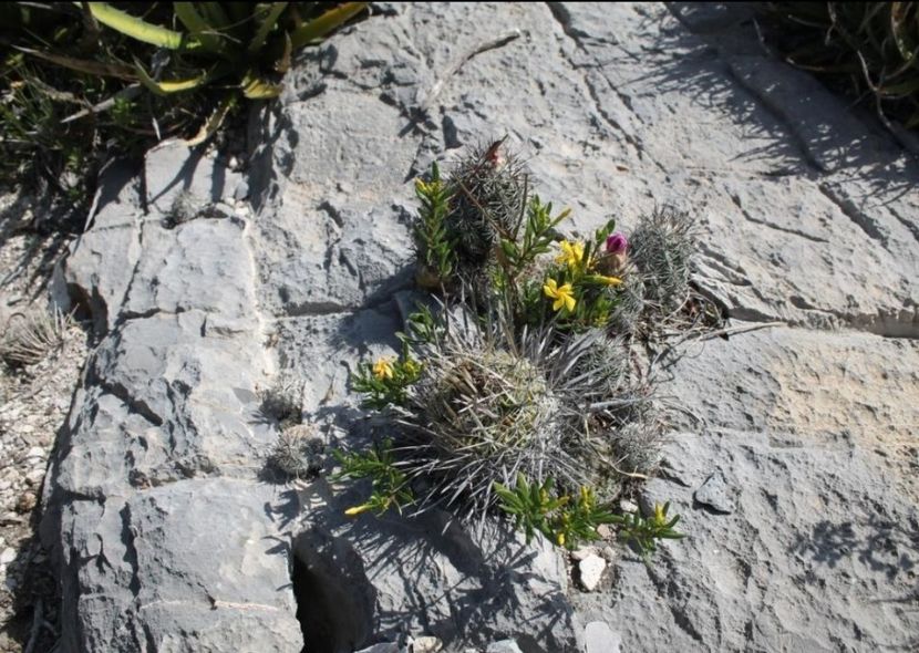  - Echinofossulocactus Dichroacanthus