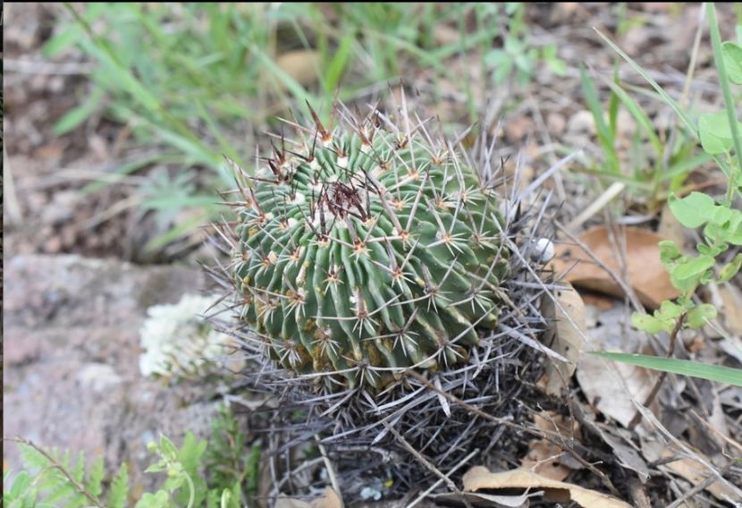  - Echinofossulocactus Dichroacanthus