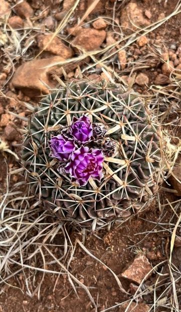  - Echinofossulocactus Dichroacanthus