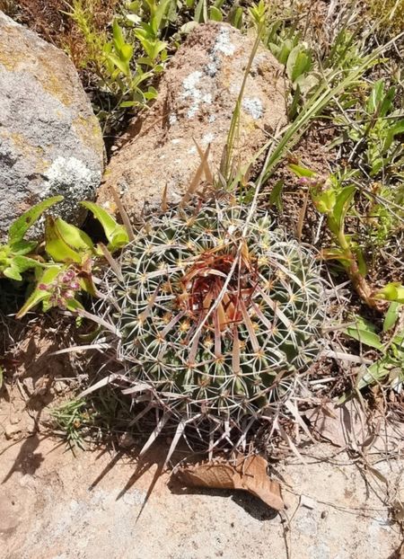  - Echinofossulocactus Dichroacanthus