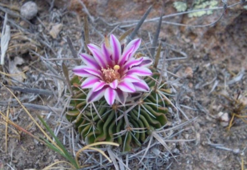  - Echinofossulocactus Dichroacanthus