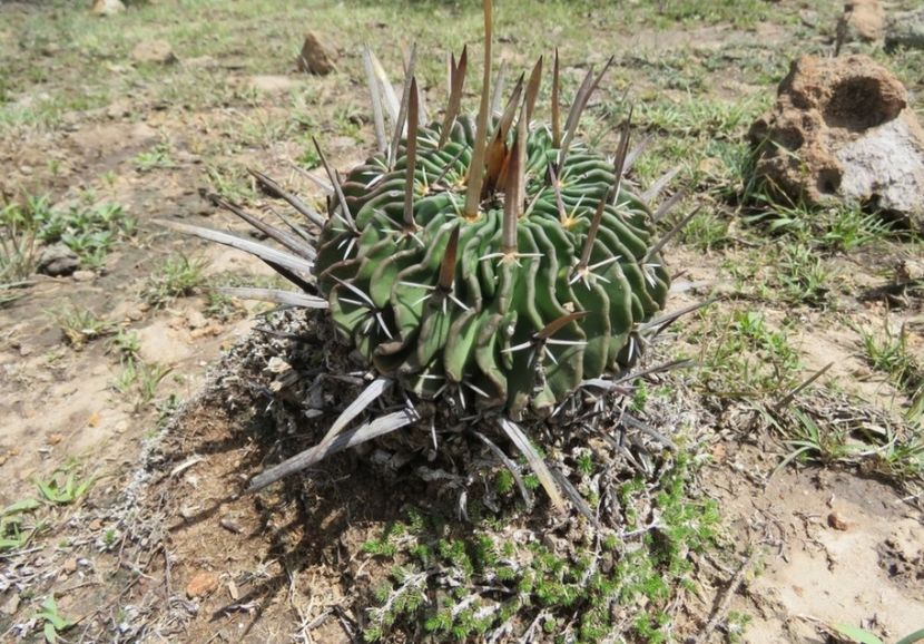  - Echinofossulocactus Dichroacanthus