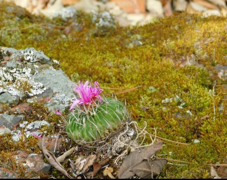  - Echinofossulocactus Dichroacanthus