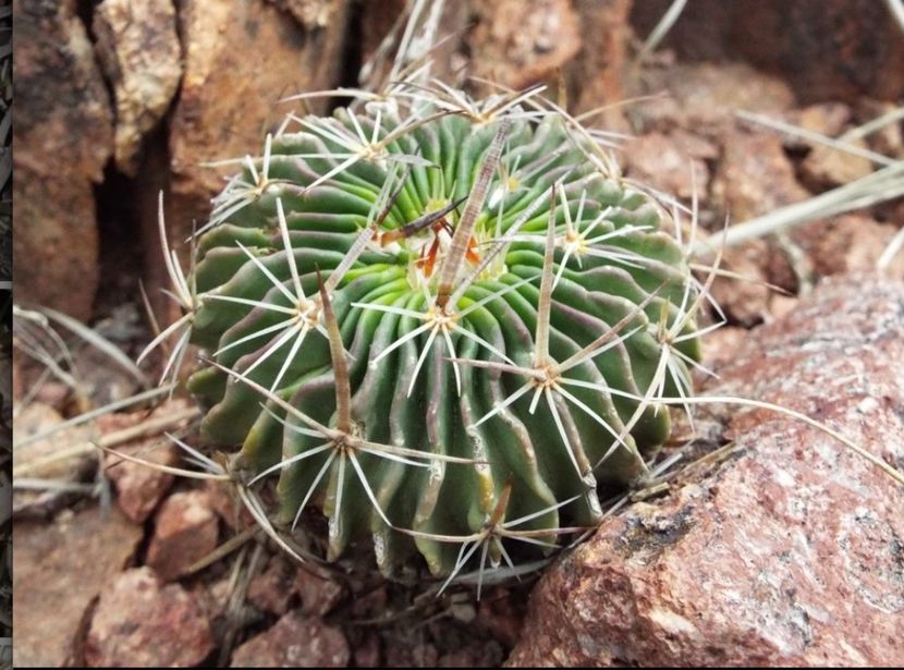  - Echinofossulocactus Dichroacanthus