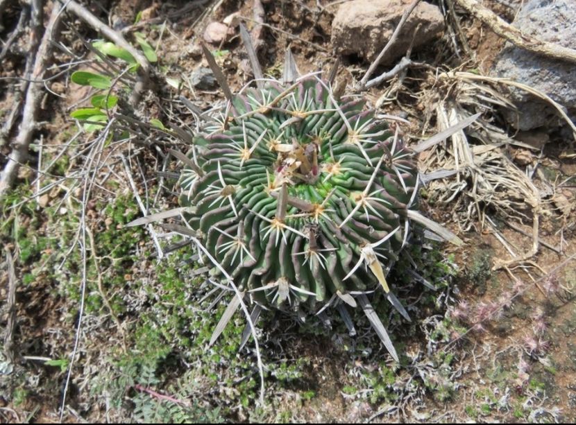  - Echinofossulocactus Dichroacanthus