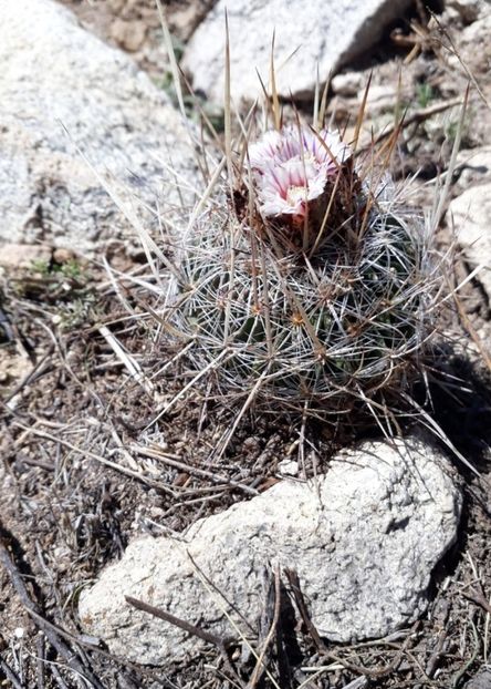  - Echinofossulocactus Dichroacanthus