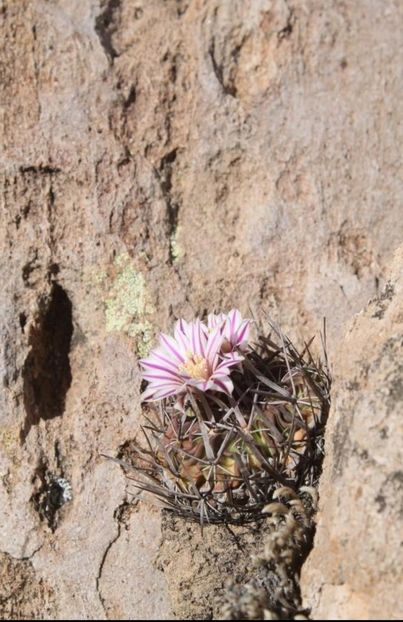  - Echinofossulocactus Dichroacanthus