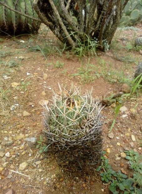  - Echinofossulocactus Dichroacanthus