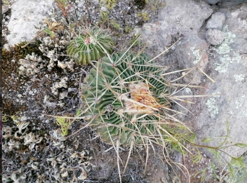  - Echinofossulocactus Dichroacanthus