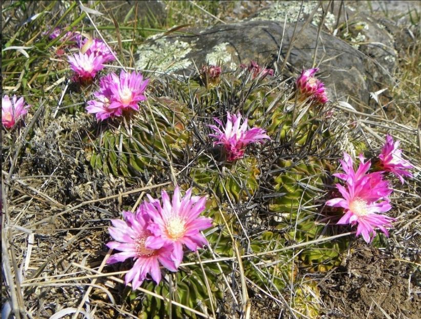  - Echinofossulocactus Dichroacanthus