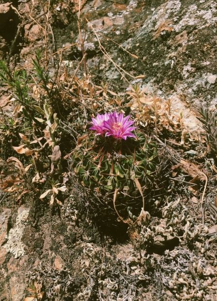  - Echinofossulocactus Dichroacanthus