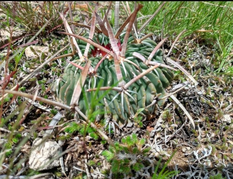  - Echinofossulocactus Dichroacanthus