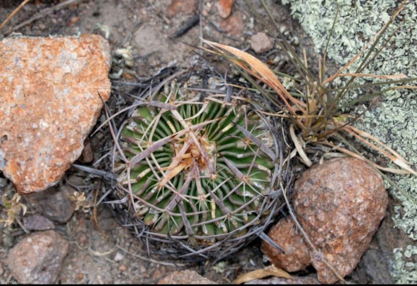  - Echinofossulocactus Dichroacanthus