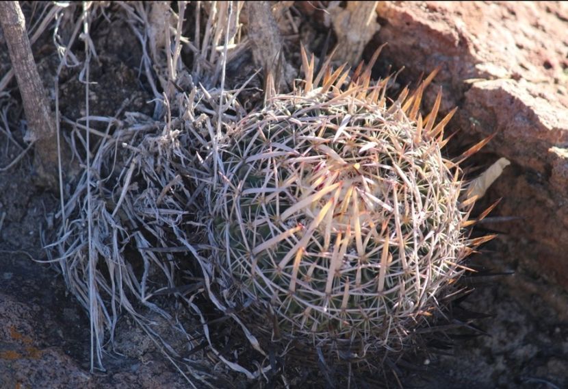  - Echinofossulocactus Dichroacanthus