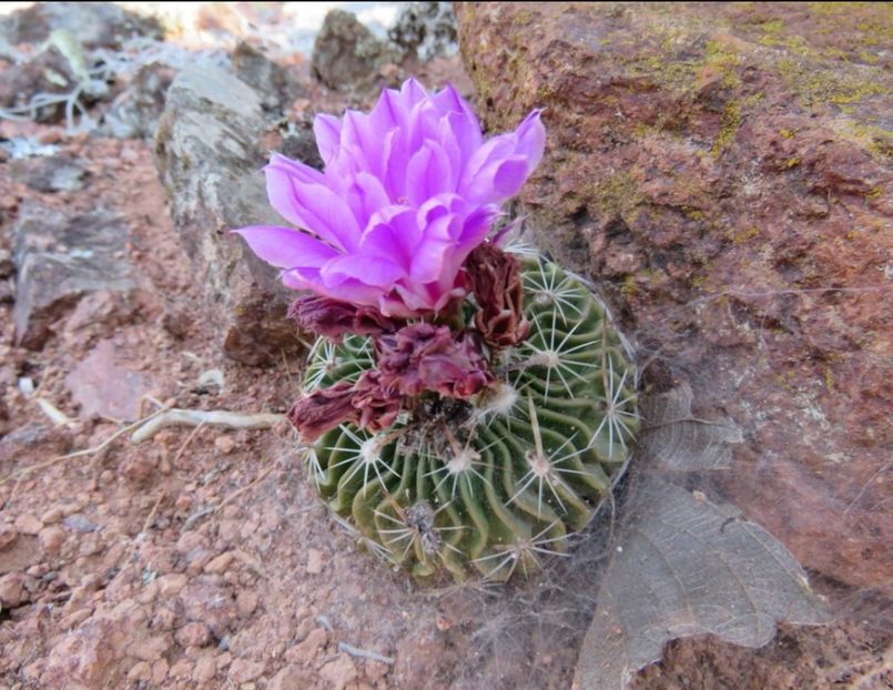  - Echinofossulocactus Dichroacanthus