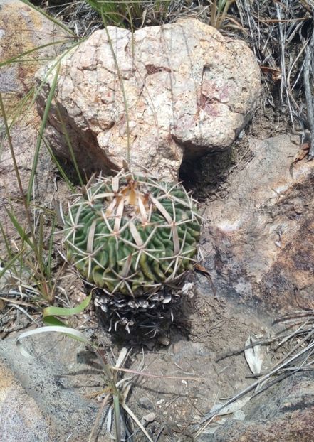  - Echinofossulocactus Dichroacanthus