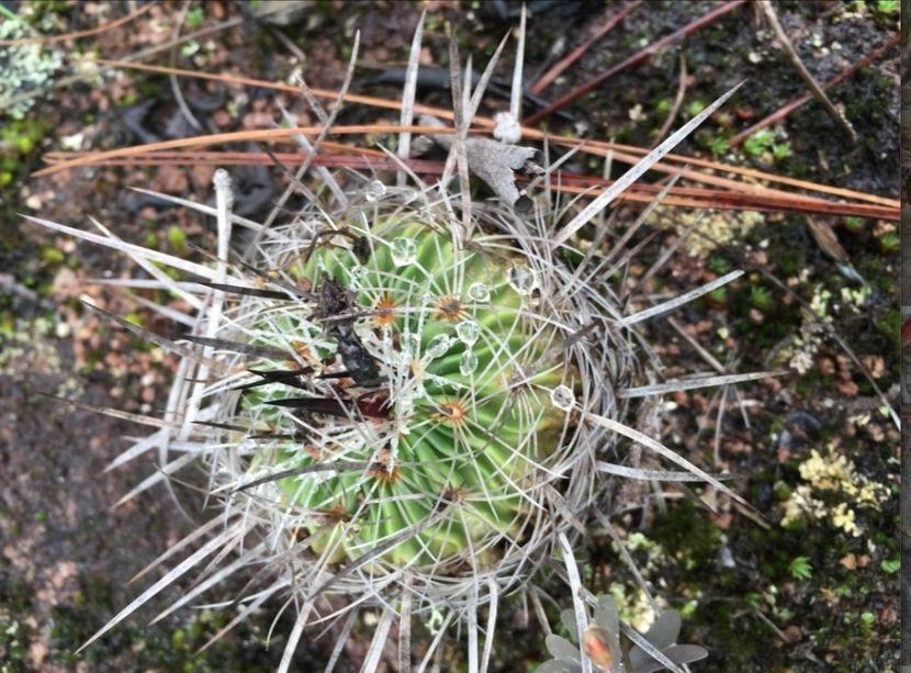  - Echinofossulocactus Dichroacanthus