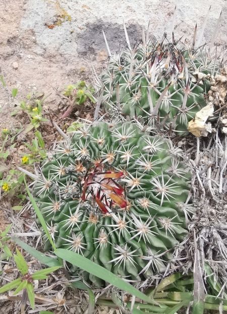  - Echinofossulocactus Dichroacanthus