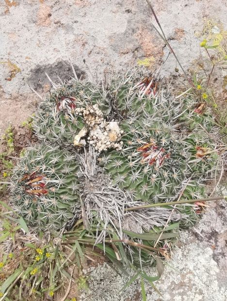  - Echinofossulocactus Dichroacanthus