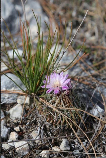  - Echinofossulocactus Dichroacanthus